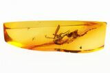 Fossil Parasitoid Wasp (Pteromalidae) In Baltic Amber #284614-1